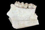Oligocene Ruminant (Leptomeryx) Jaw Section #70090-2